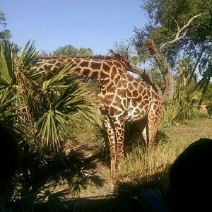 Meet your Posher, Peachy